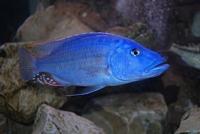 Tyrannochromis nigriventer
