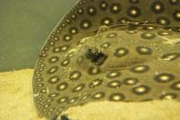 Potamotrygon Motoro