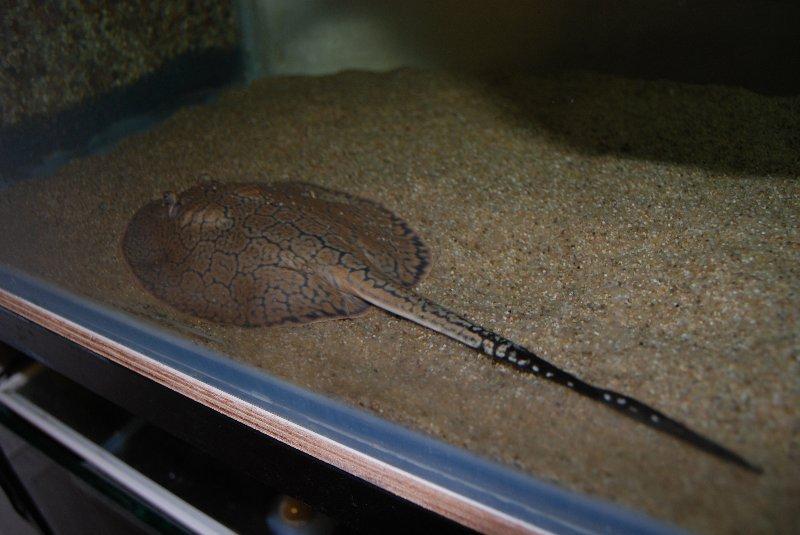 Potamotrygon Reticulata