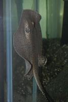 Potamotrygon Reticulata